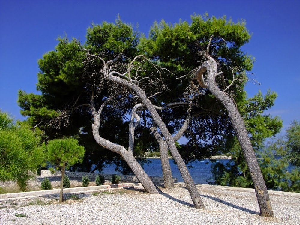 Trees on the beach by Czárt András - czartandras.hu