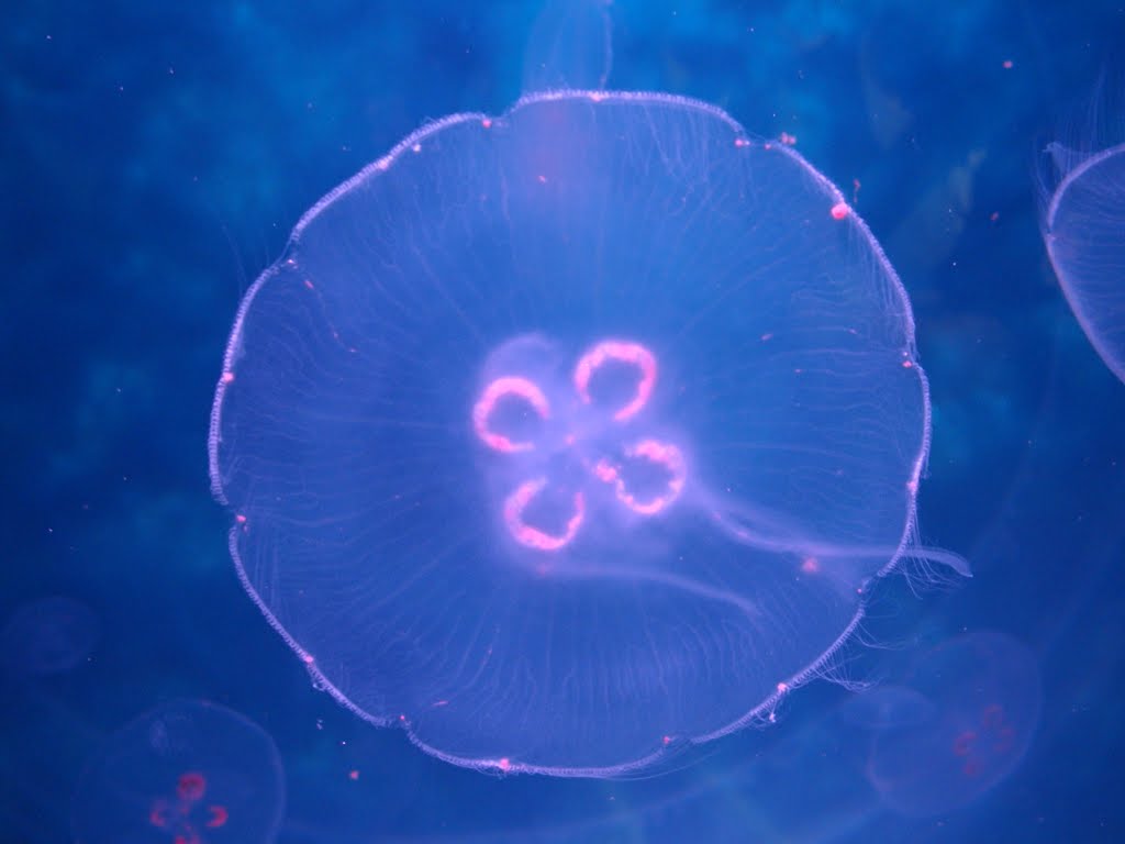 Moon Jellyfish by Justin DuPont