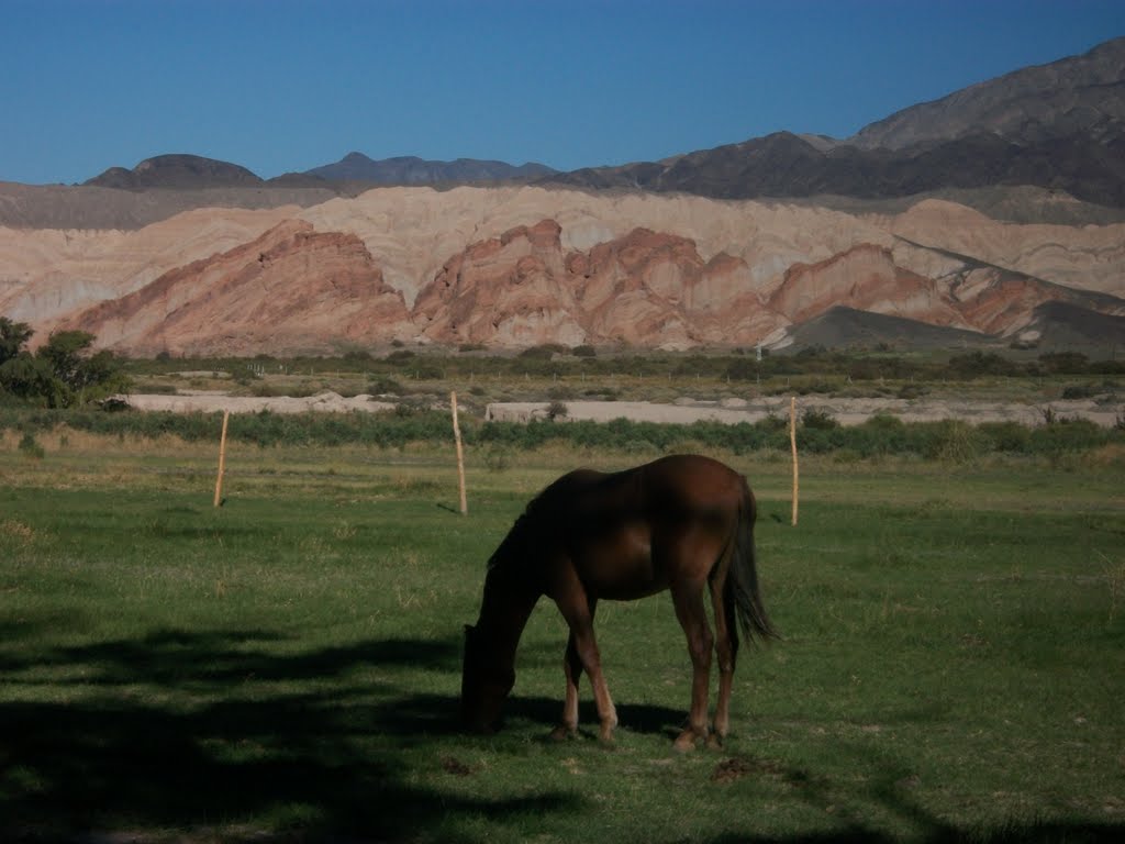 Caballo pastando by jorfem