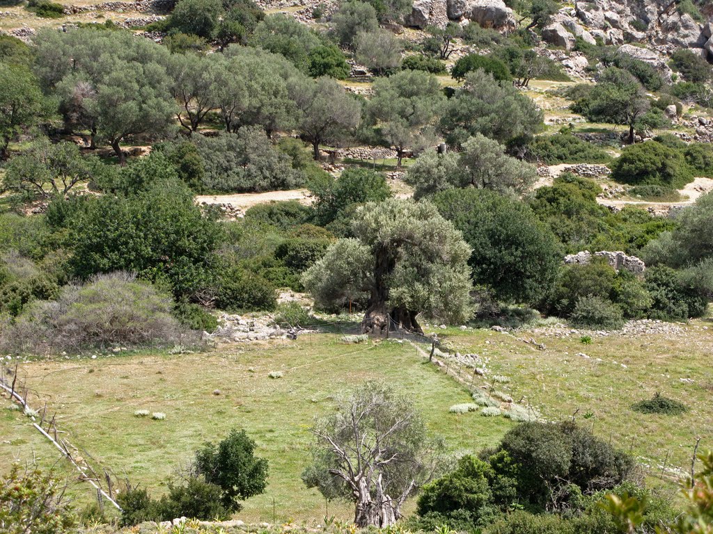 Olive tree from Roman times(?) seen from above. Lissos, Sougia, Crete by Helvi H.