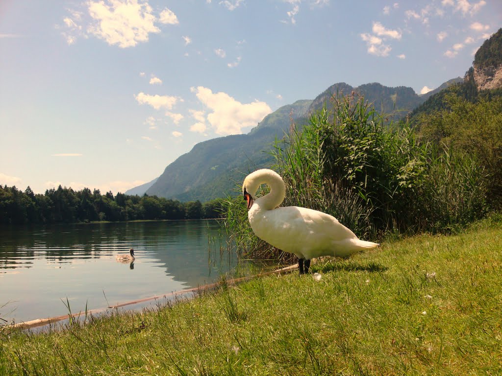 Schwan am Raintaler See/Kramsach-Tirol by Anton Resinger