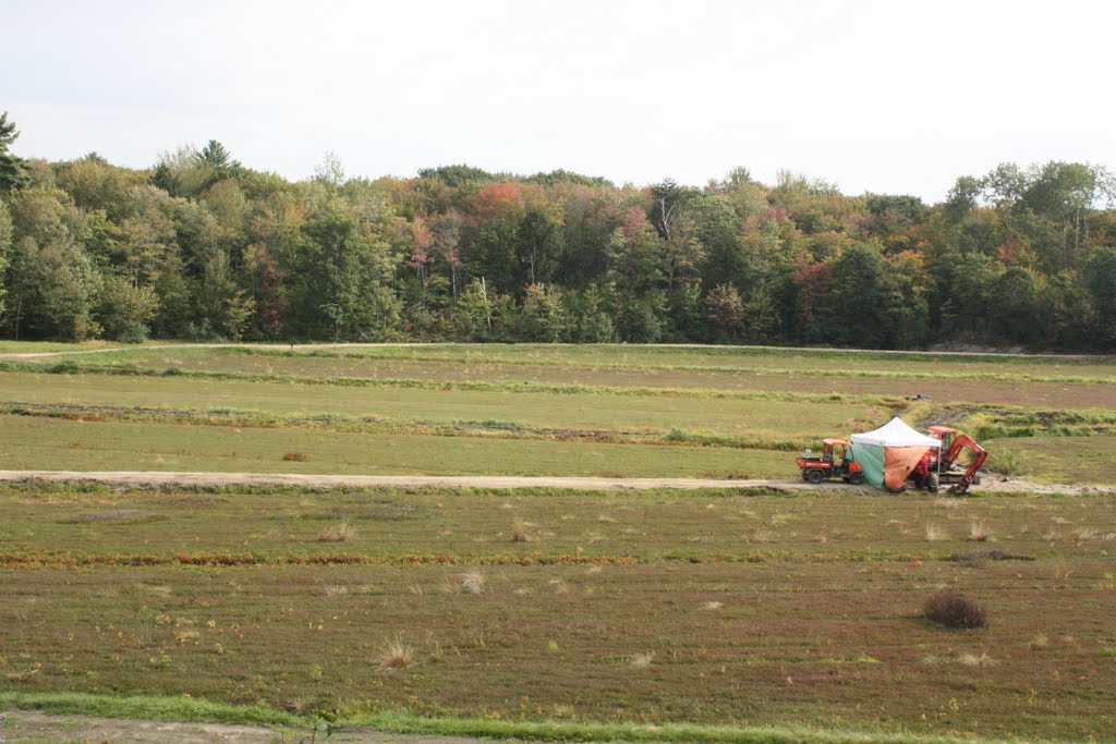 Cranberry Marsh - Field by amorgan