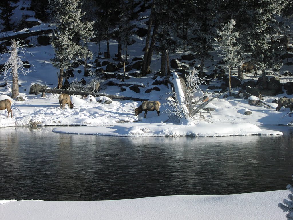 Yellowstone Elk in January by miketodd