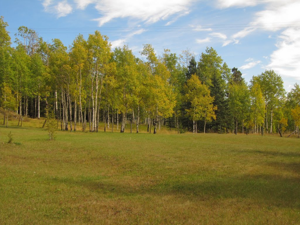 Gorgeous Green And Gold Autumn Parklands in Waiparous AB Northwest of Calgary Sep '10 by David Cure-Hryciuk