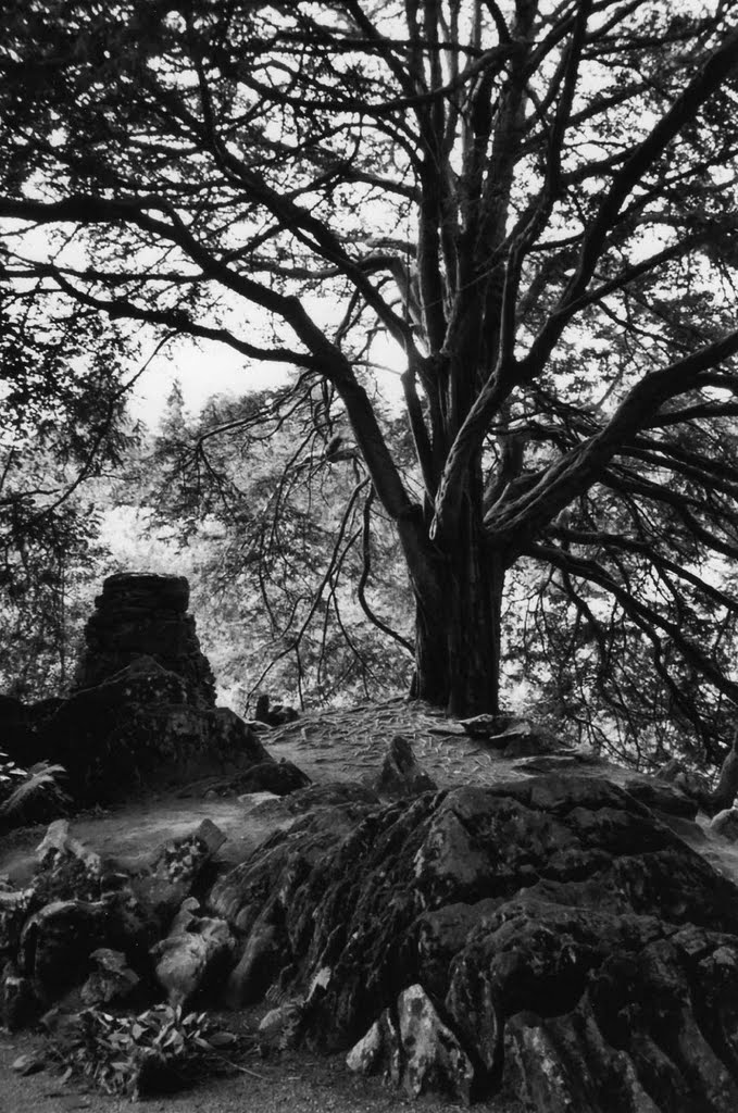 Neolithic Ruins on the grounds of Blarney Castle by Titi Smith