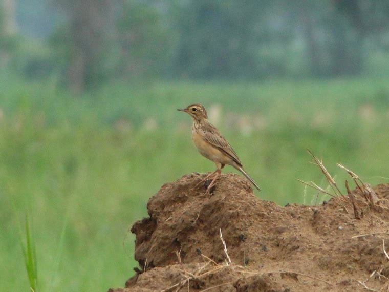 Chim Sẻ đồng - tên khoa học (Anthus rufulus) by Nhựt Trịnh Minh