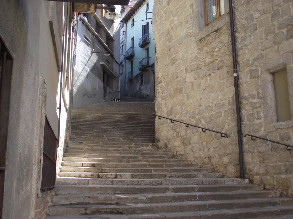 Dog on stairs by Bartocha