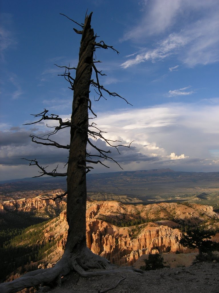 Bryce Canyon - Utah (USA) by tmthesign