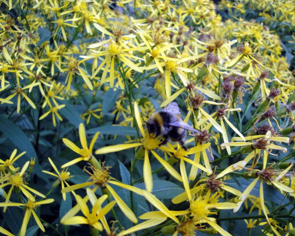 Bee on flower by Stefano Ruzzini