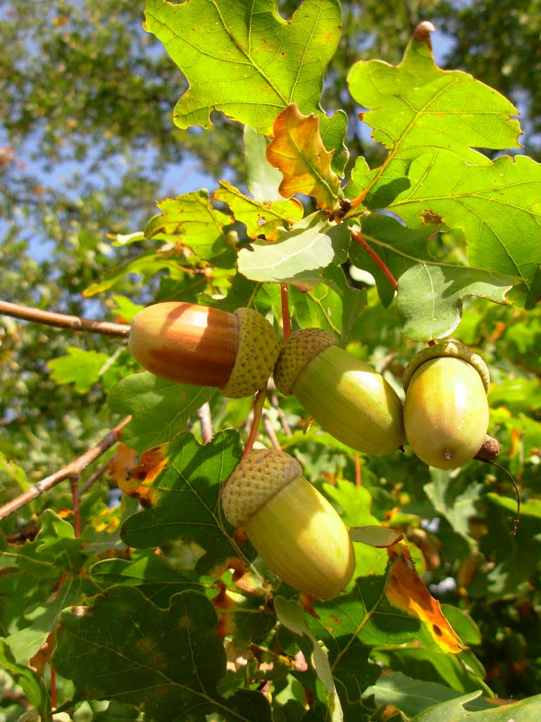 Жёлуди. The Acorns. by Valerij Shcholokov