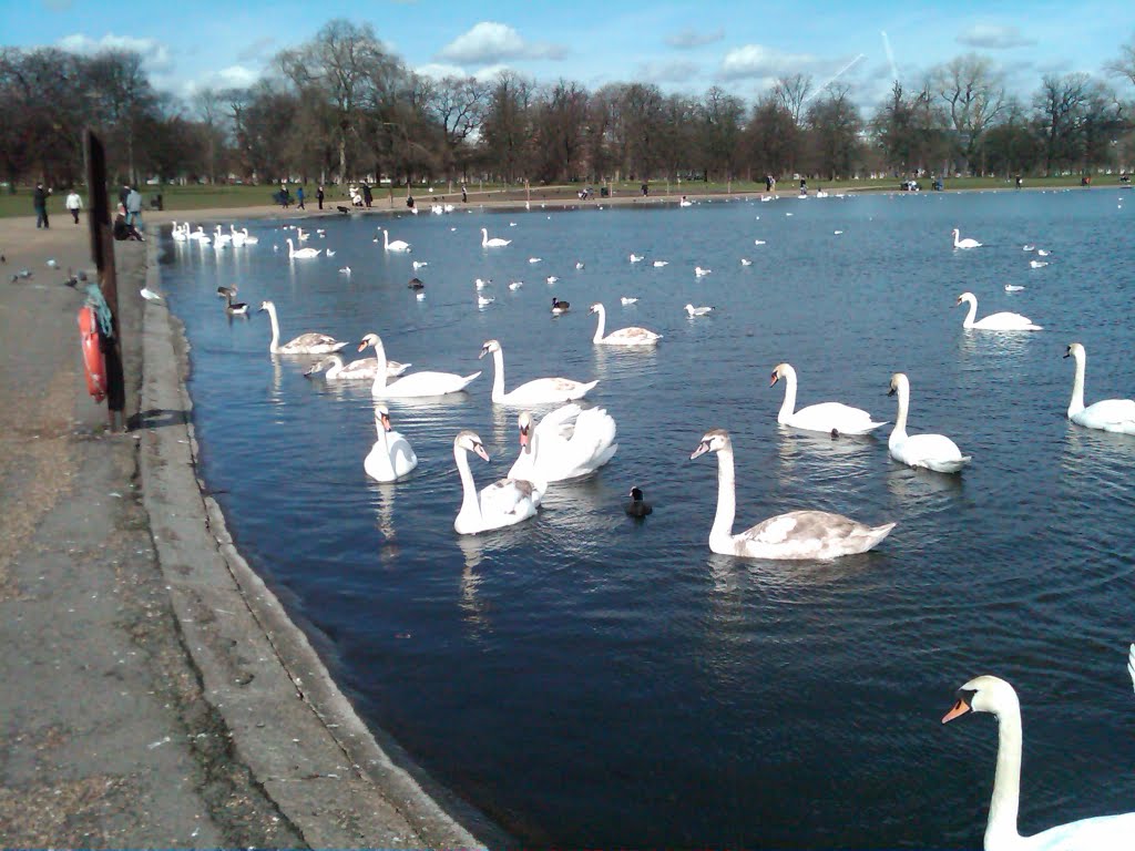 Kensington Garden Lake by Muhammed Azam Ali