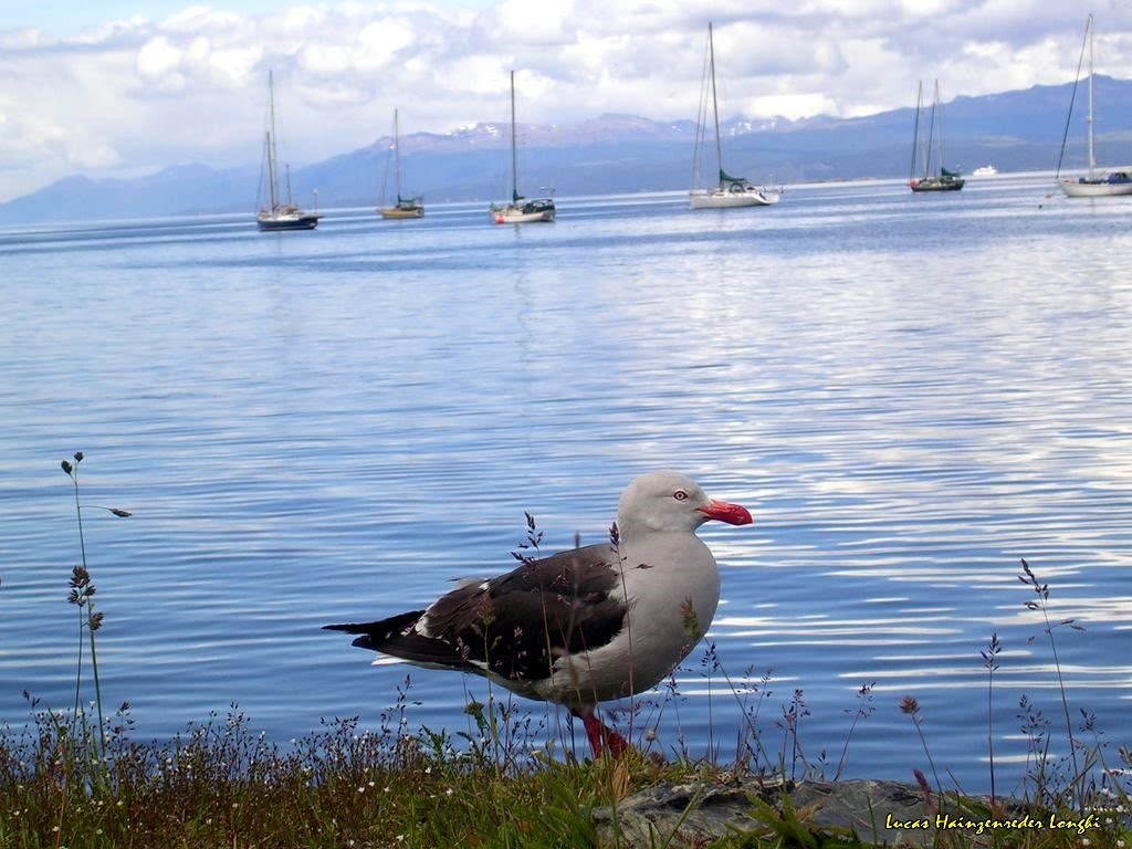 Pássaro no Canal Beagle by Lucas Hainzenreder L…