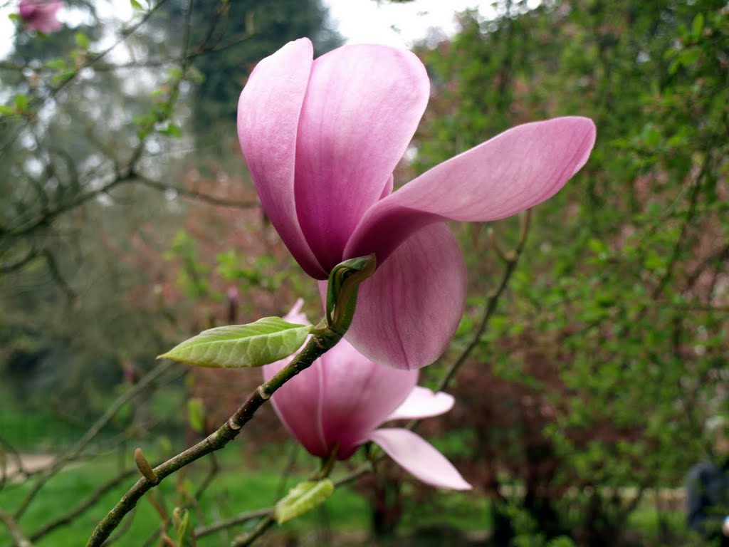 Batsford Arboretum by Andrew-k