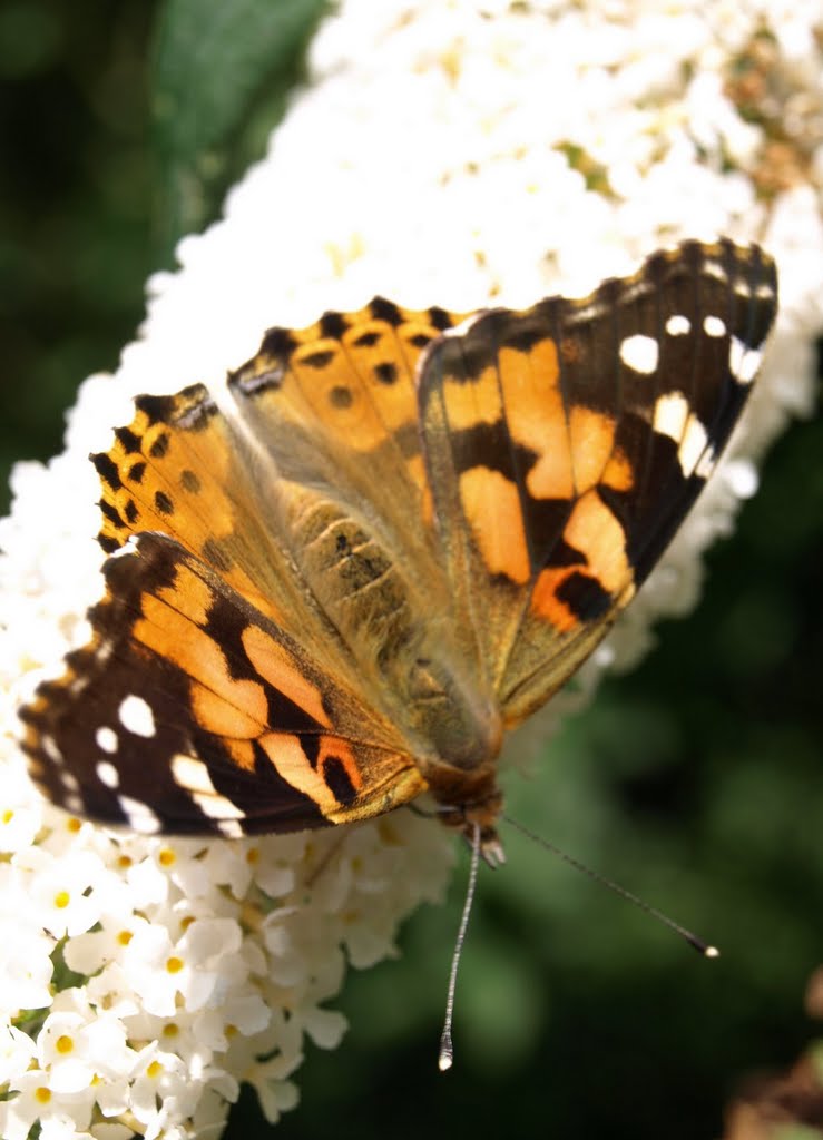 Painted Lady at Hidcote Manor gardens by Andrew-k