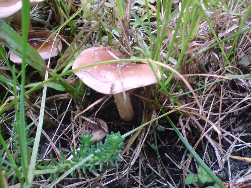 Mezei szegfűgomba (Marasmius oreades) by L..István