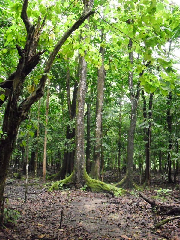 Rain Forest in Pangandaran Preservation by Sulistiono Sulis