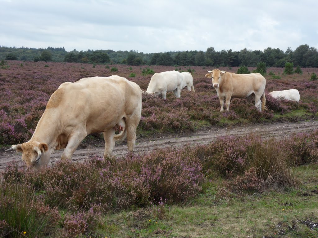 Ermelo, Netherlands by chiel van waart