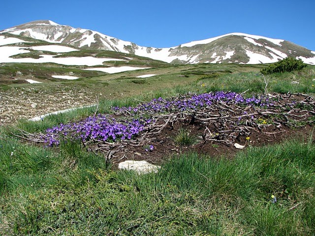 Kosovo sar planina by servetserifi@hotmail…