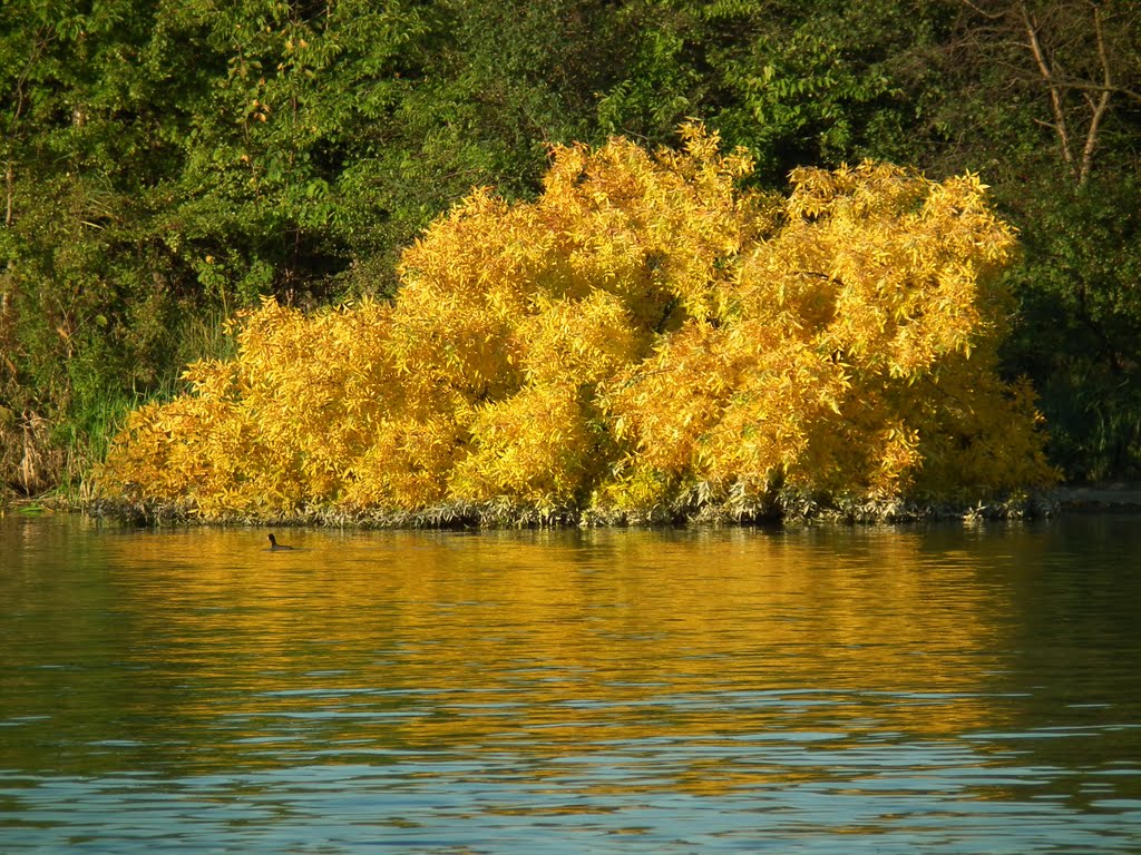 Autumn colours by HCsaba