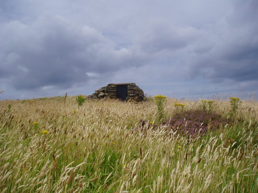 In between the grass by benkernow