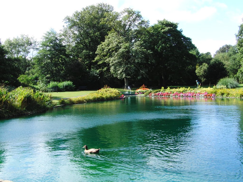 Temple Duck by Robert Mcewen