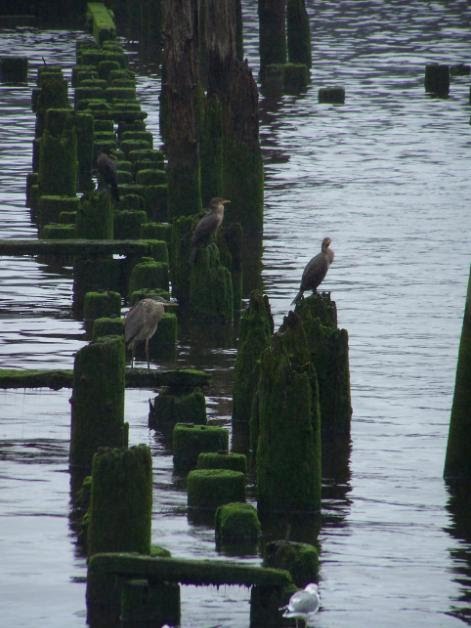 Birds by the River by Pamela Elbert Poland