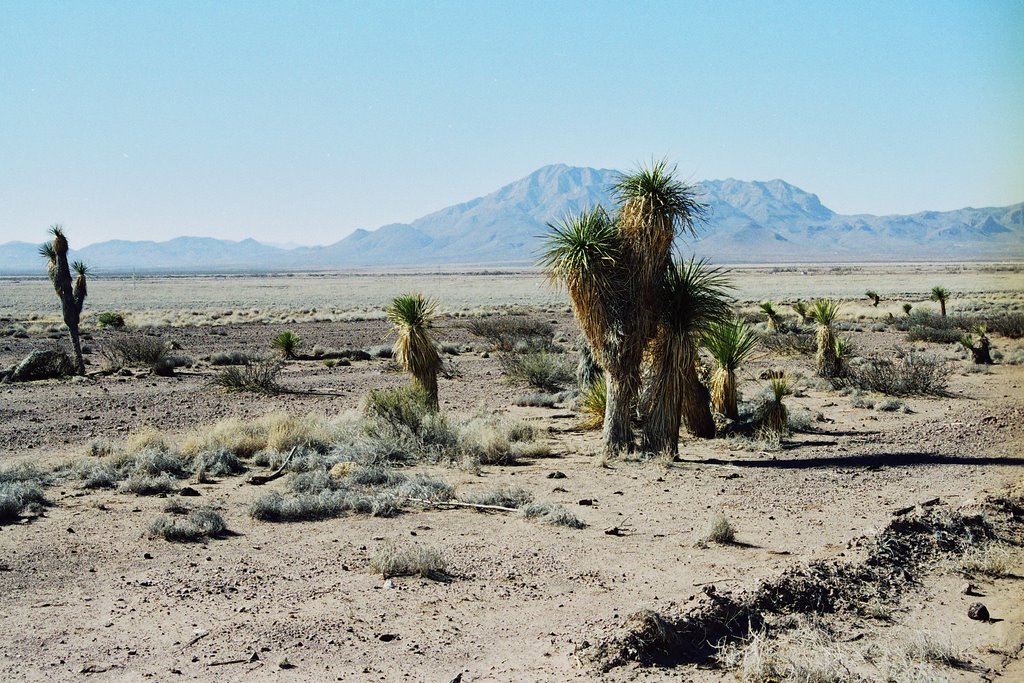 Desierto de flores magon by Missael de la Rocha