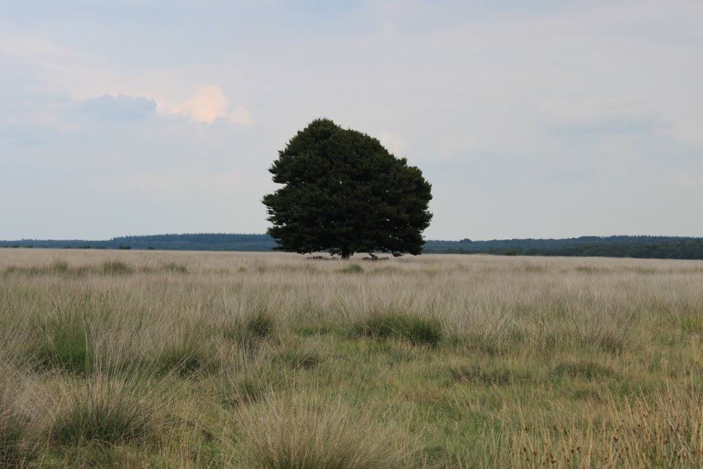 National Park de Hoge Veluwe by davidevernocchi