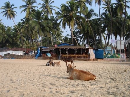 Cows on Palolem by Irresistible