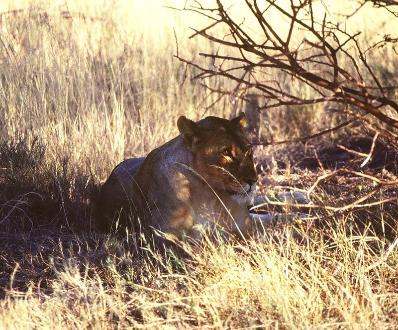 Lion, Etosha Park by Philippe Stoop