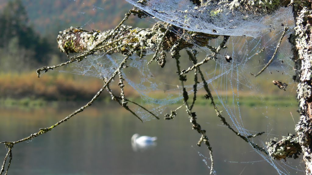 Altweibersommer am Almsee by Didi Spörk