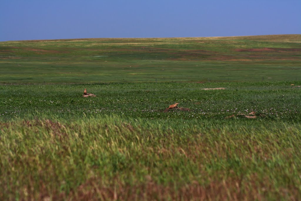 Prairie Dog Town by Scorpio1071