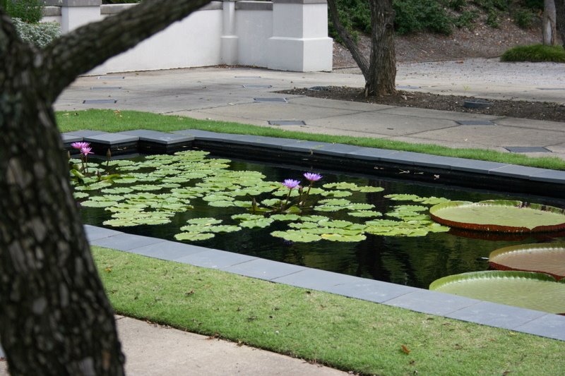 The lily pond. The Birmingham Botanical Gardens. 8/20/2007 by Tim Carr