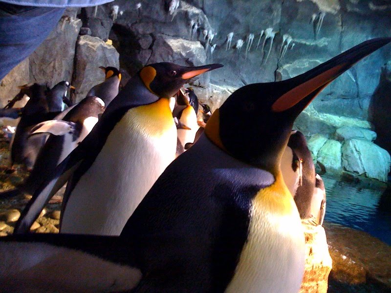 Penguins by pittsburghzoo