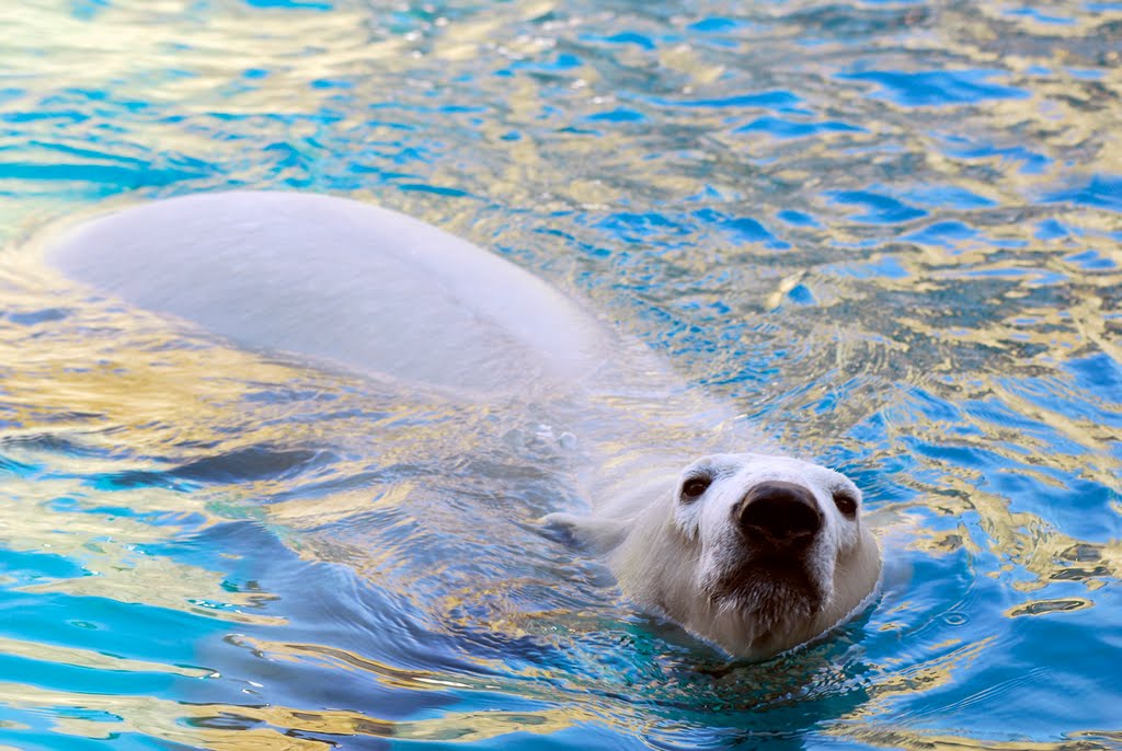 Polar Bears by pittsburghzoo