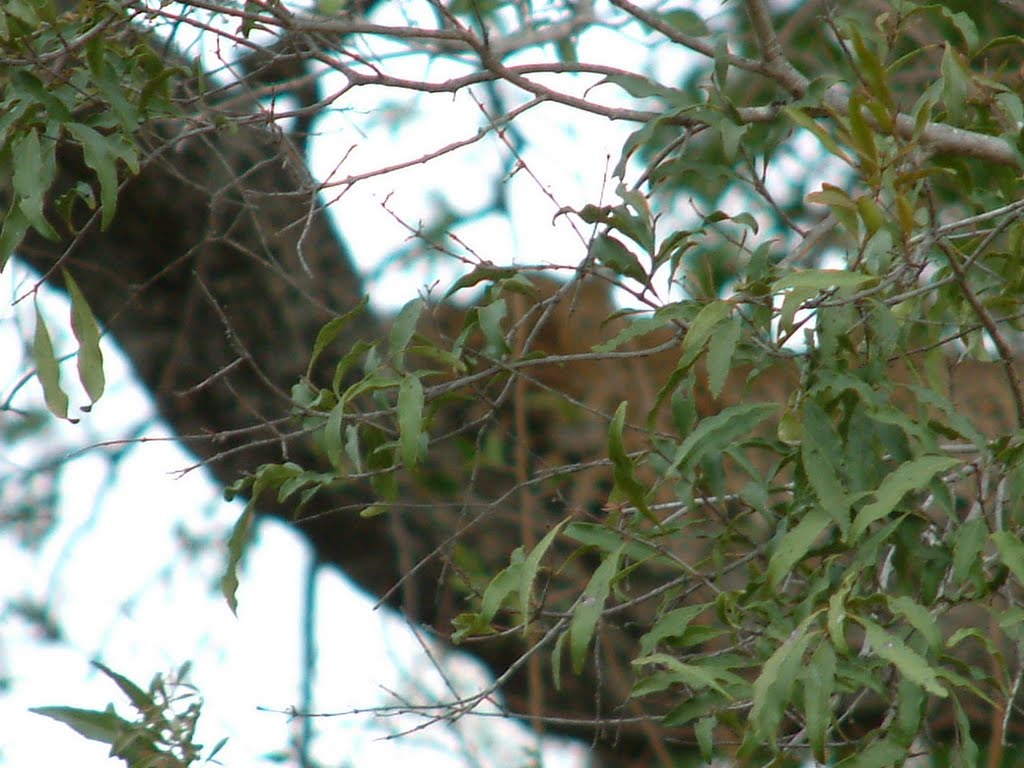 Lepoard in a tree by FlyingSolo