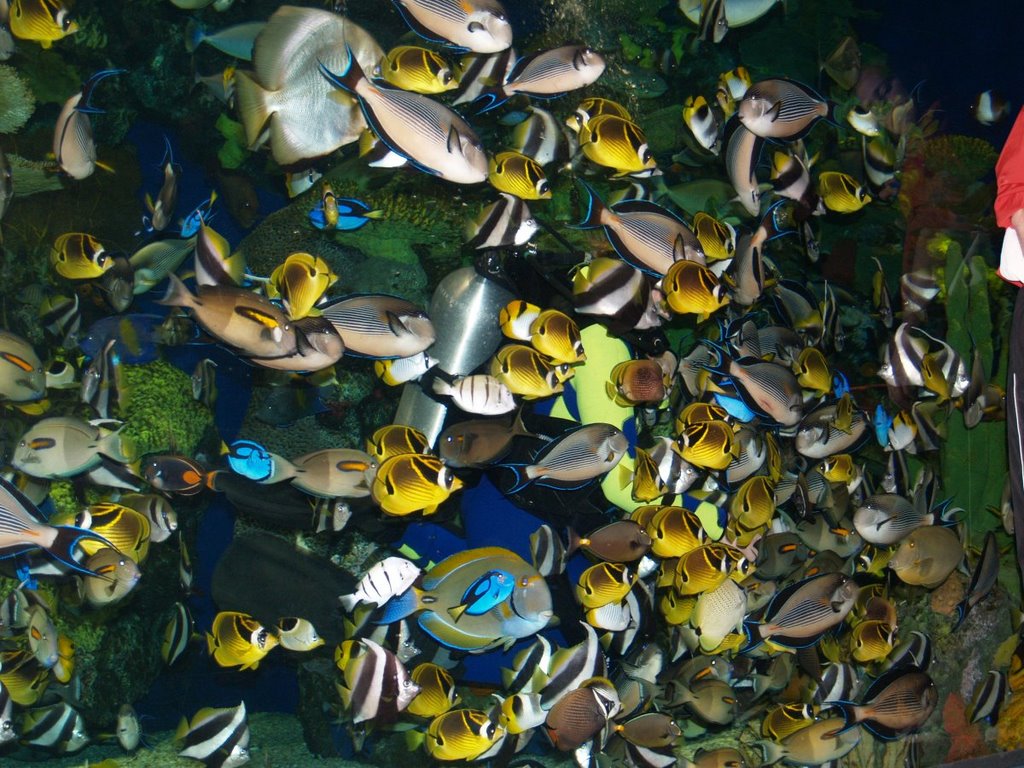 Carolina, Myrtle Beach - Repley's Aquarium by Martin Politick