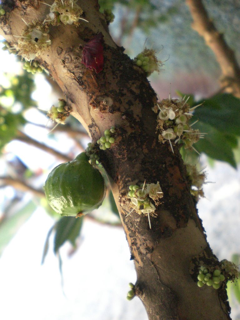 Flor e fruto de de jaboticaba - Dourados - Mato Grosso do Sul - MS - Brazil by Paulo Yuji Takarada