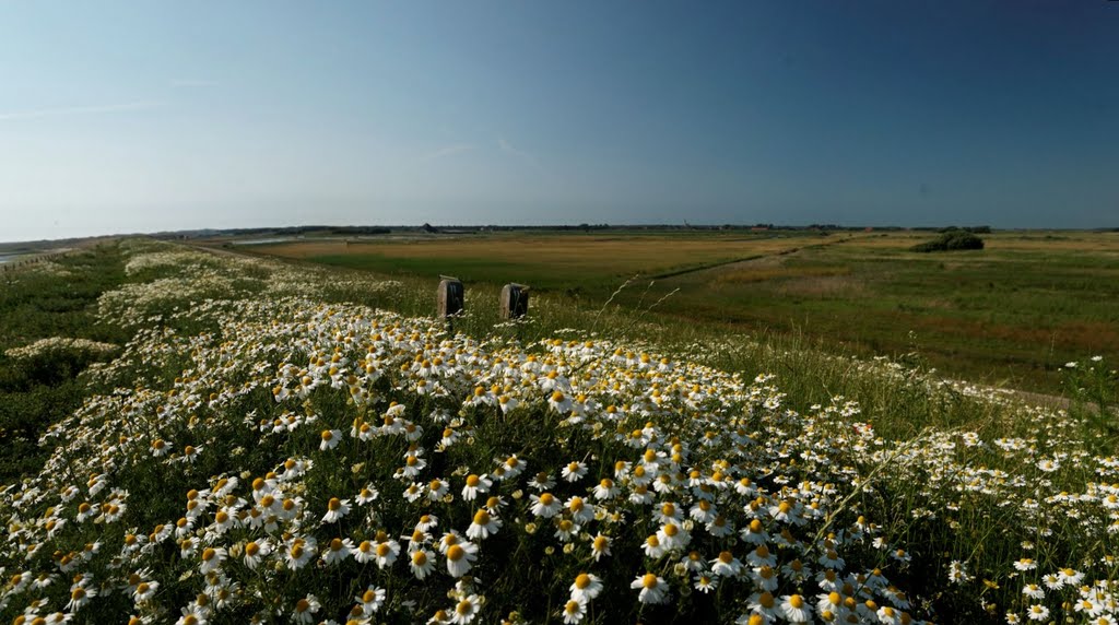 Texel - Molwerk / Mokbaai Dijk - ICE Photocompilation Viewing from WNW to NNW by txllxt TxllxT