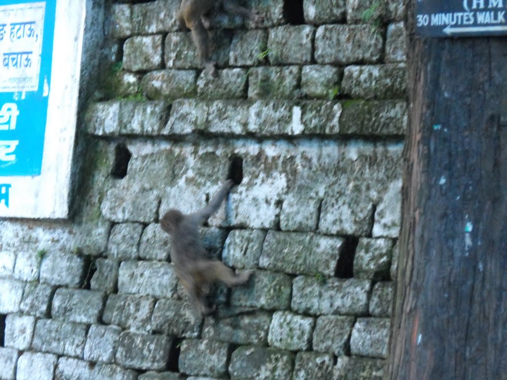 Monkey in the street - Darjeeling by yanivp31