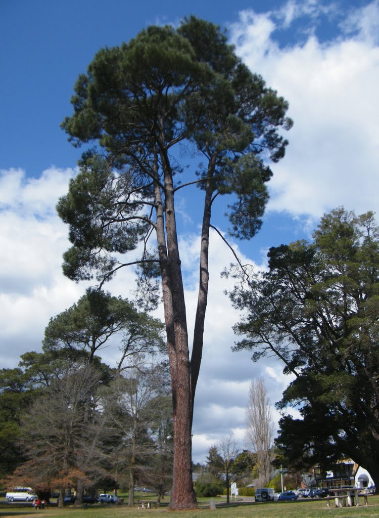 Conifer in park at Berrima by Alan Farlow