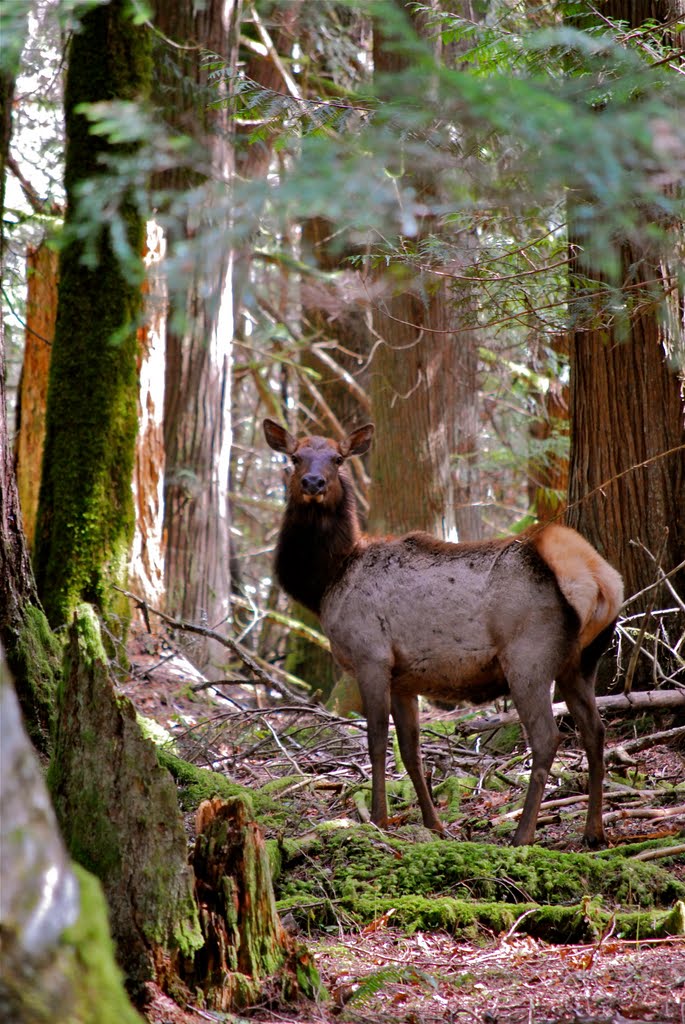 Elk hiding in woods by riley1997