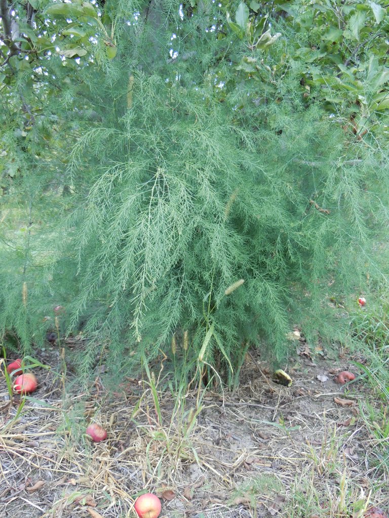 Wild Asparagus by plumgarden