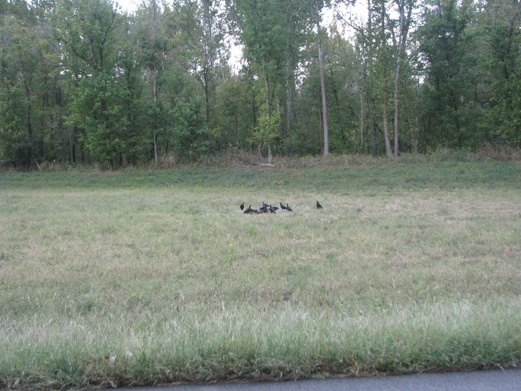 Geier in Kentucky /Vultures on a deer somewhere in KY by Günter König