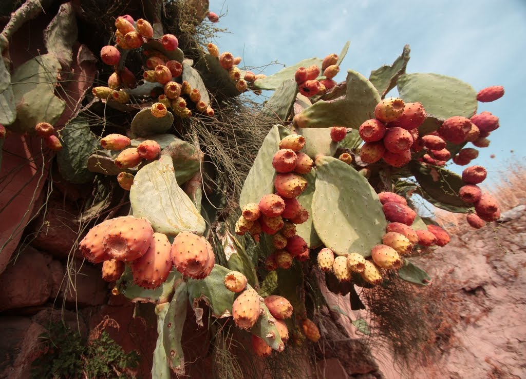 Opuntia ficus-indica by O. Yury