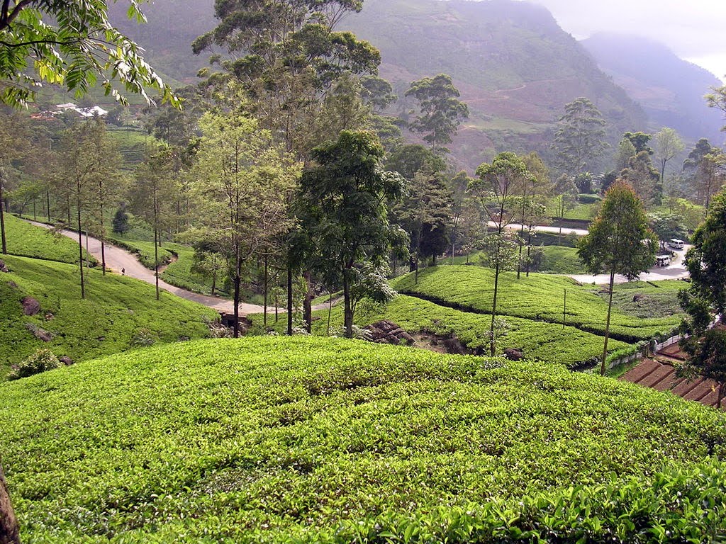 Nuwaraeliya-Gampola Road by Saman Jayawardene