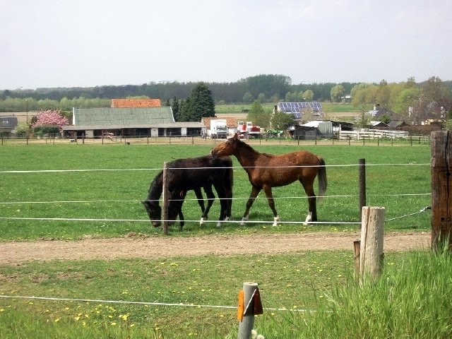 Belgium : Merelbeke : Horses in the field by tinawaldo