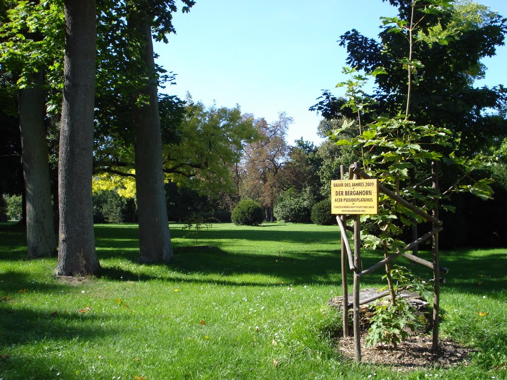 Baum des Jahres 2009 ( Der Bergahorn) by jörg kuphal