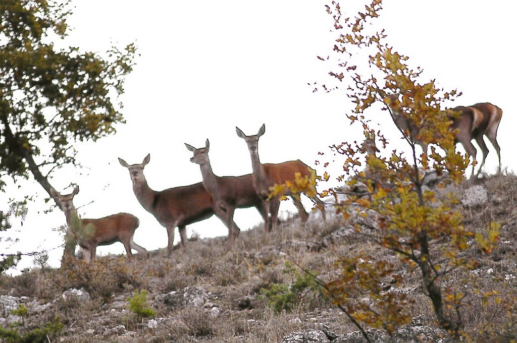 Cerfs Saint-Barnabé by ABBES Achour