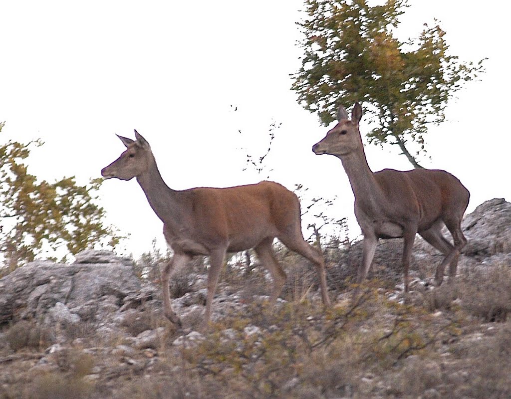 Cerfs Saint-Barnabé by Achour Abbes